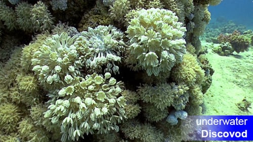 Vibrant Coral Reef Underwater with Colorful Fish