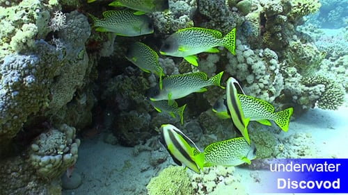 Schwarm gelber Fische am Korallenriff