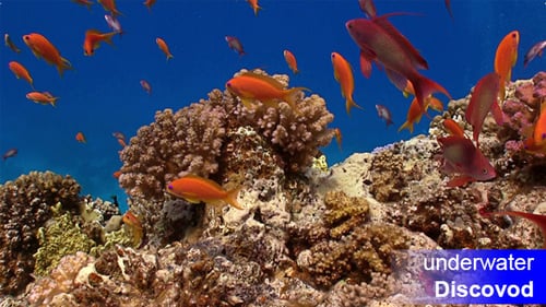 Colorful Fish on Vibrant Coral Reef 4