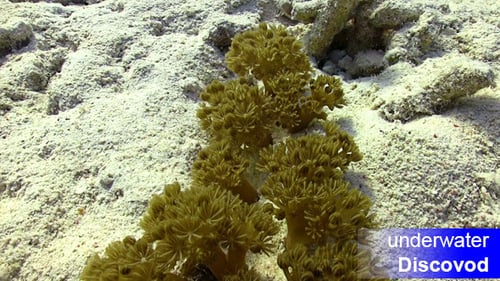 Vibrant Coral Reef Flourishing on Sandy Ocean Floor