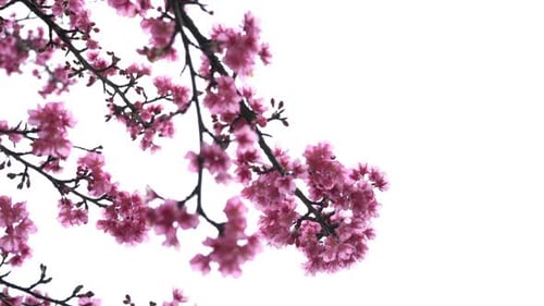 Flor de cerezo sobre fondo blanco
