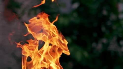 Flammes de
feu de camp. Incendie dans la forêt. Des branches d'arbres brûlent. Mouvement lent