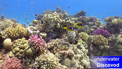 Colorful Fish On Vibrant Coral Reef Static Scene 5