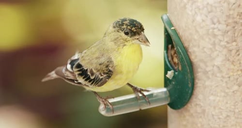 Close Up Cute Vibrant Yellow Feathered Bird Slow Motion