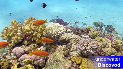 Colorful Fish on Vibrant Coral Reef 7