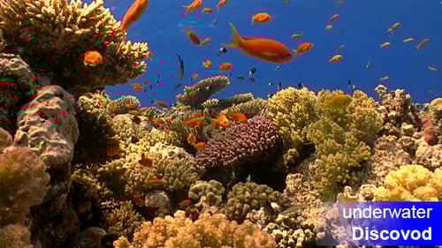 Colorful Fish on Vibrant Coral Reef 39