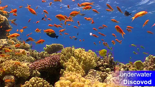 Colorful Fish on Vibrant Coral Reef 43