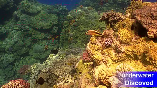 Colorful Fish on Vibrant Coral Reef 46