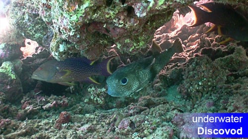 Colorful Fish on Vibrant Coral Reef 47