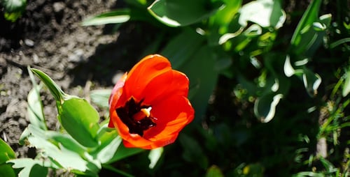 Close-Up Red Tulip Blooming in Spring Garden