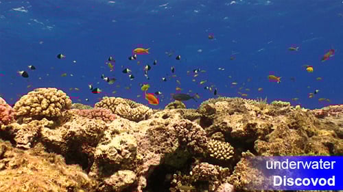 Colorful Fish on Vibrant Coral Reef 56