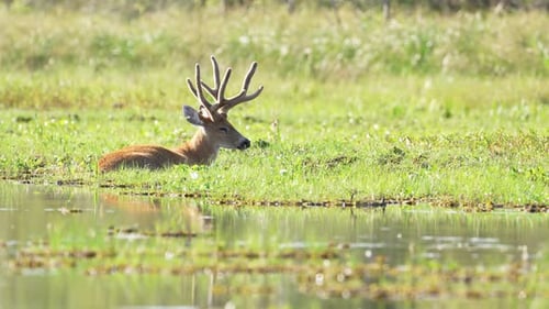 Wildlife landscape shot of a graceful marsh deer, blastocerus dichotomus laying low resting on the s