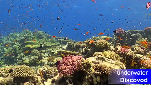 Colorful Fish On Vibrant Coral Reef, Static Scene 10