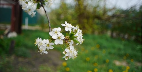 Fleurs de cerisier 2