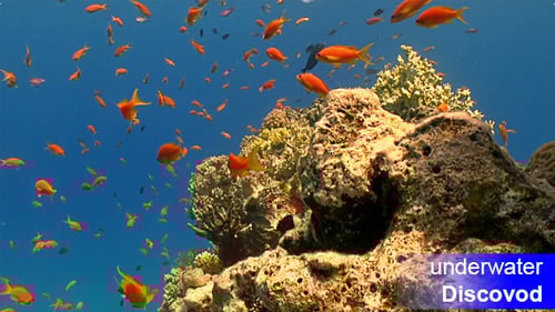 Colorful Fish on Vibrant Coral Reef 57