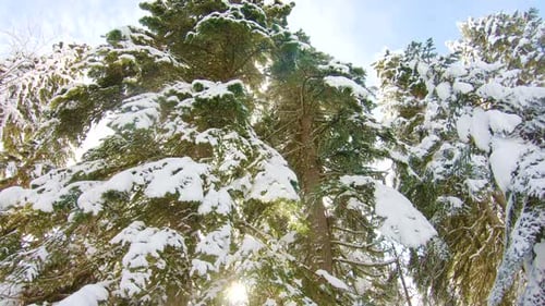 Winter Landscape with a Pine Forest in the Snow