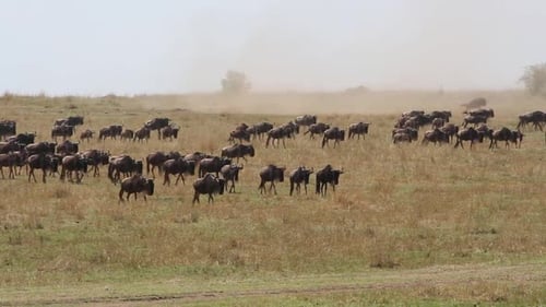 Migración de ñus - Masai Mara, Kenia