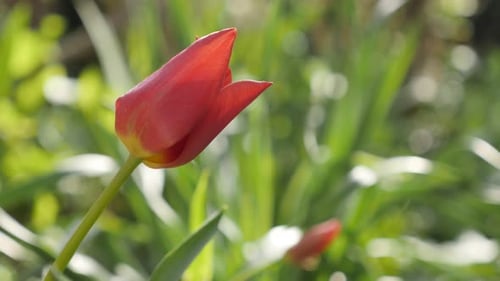 Soft morning light over lily family Didier tulip plant 4K 2160 30fps UltraHD footage - Red Tulipa g