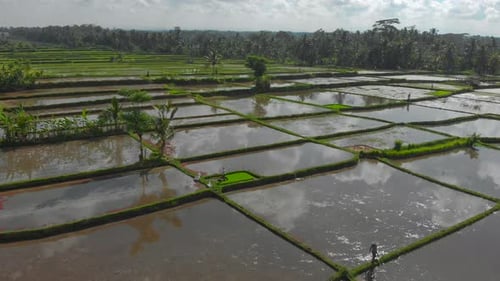 Aerial Shot of a Group of Farmers Planting Rice on a Big Field Filled with Water. Travel To Bali