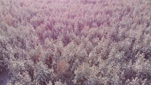 Frozen Forest