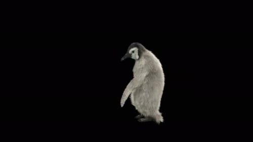 Penguin Dancing 4K
