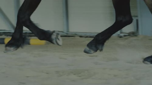 Horse Running on Sand in Riding Arena