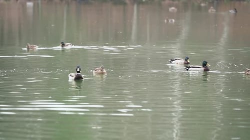 Wild ducks swim in the pond.