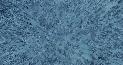 Copter is Approaching the Trees in the Winter Forest