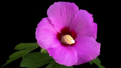 Rosa Hibiskusblüte blüht