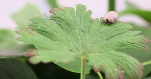 Tick on green leaf in nature close up
