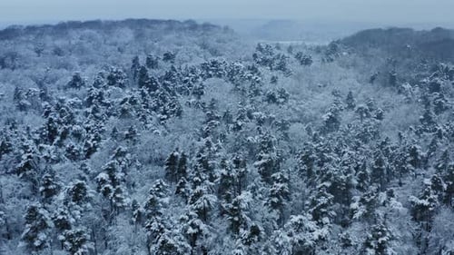 Aerial Winter Forest