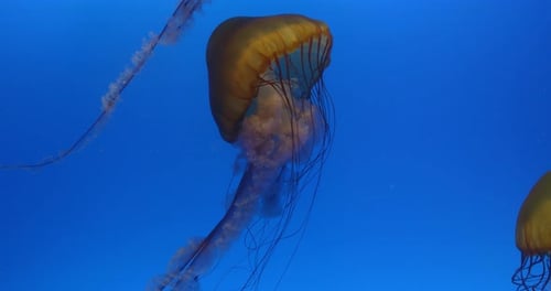 Quallen schwimmen im Wassertank