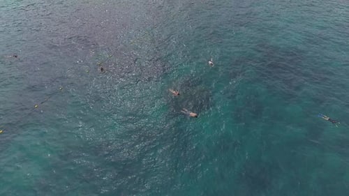 Snorkeling in Coral Bay