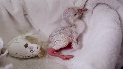 Newborn Bird Flaps on Soft White Towel
