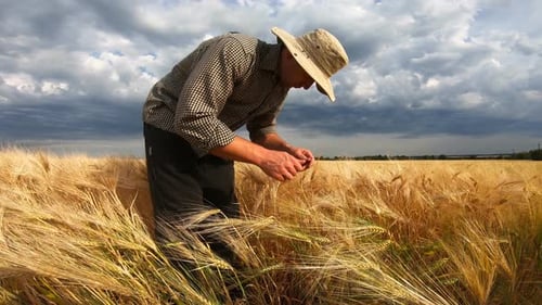 Male Farmer Standing at Cereal Meadow and Exploring Ripe Barley Stalks at Overcast Summer Day