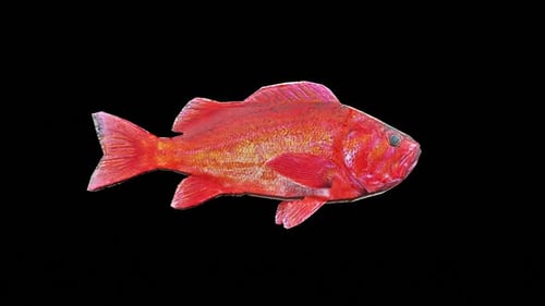 Fische 6