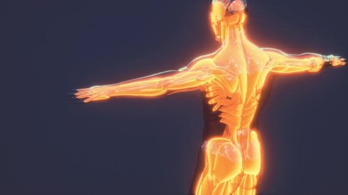 Human Muscular System Anatomical Infographic