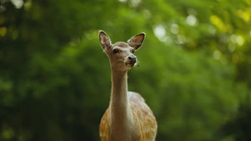 Young Alert Deer Looking Away In Forest