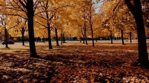 Flug durch die Orange Autumn Tree Alley im Park