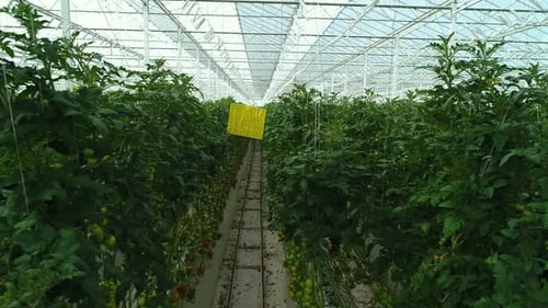 Rows of Ripe Tomatoes Growing in Greenhouse