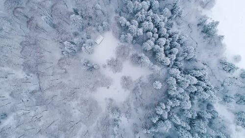 Snowy Forest With Evergreen Trees