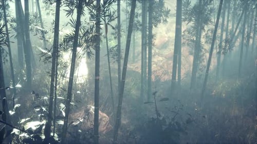Bamboo Green Forest in Morning Fog