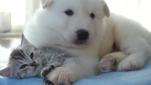 White Puppy and Kitten Cuddling on Blue Blanket