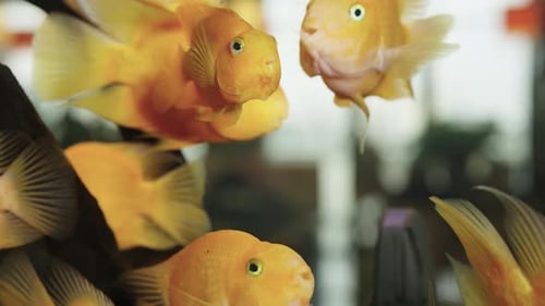 A Flock of Goldfish Swims in a Freshwater Aquarium