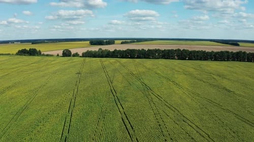 Hiperlapso do campo de girassóis no dia de verão