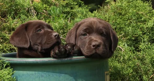 Brown Labrador Retriever, Puppies Playing in a Flowerpot, Normandy, Slow Motion 4K