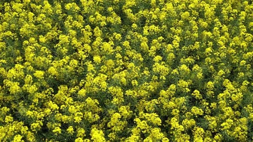Rapeseed Field 33