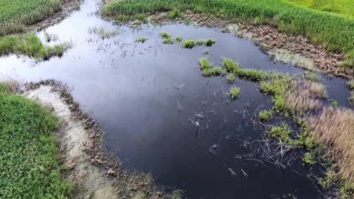 Lake among green fields. A pond surrounded by green meadows