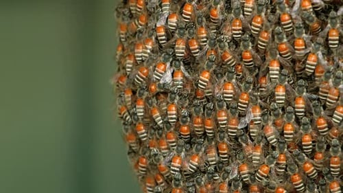 Closed-up shot of swarm of bees working on a honeycomb.