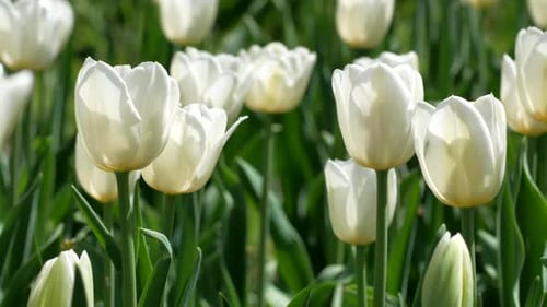 Field of White Tulips Blooming in Spring